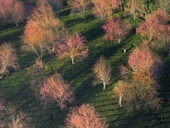 Cherry-like apricot blossoms in Da Lat welcome new spring